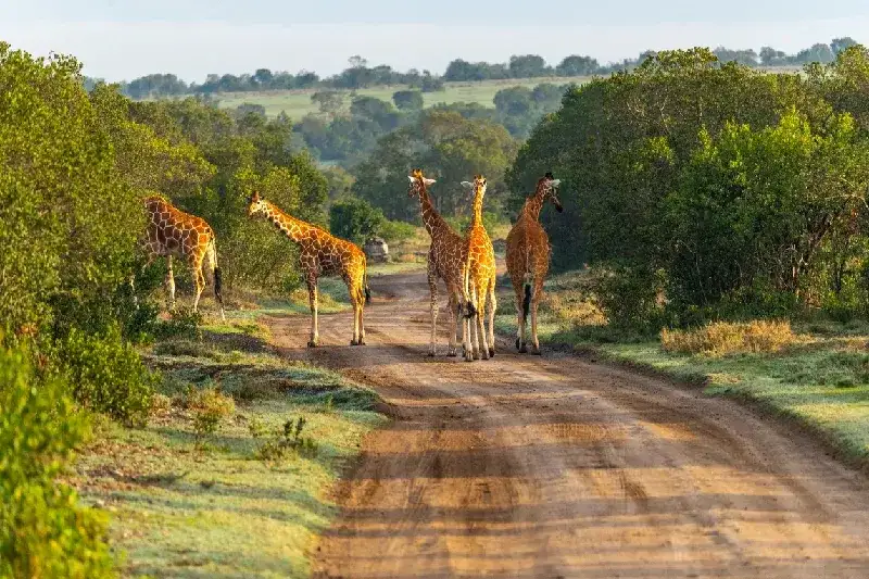 The Magic of Kenya Safari Package